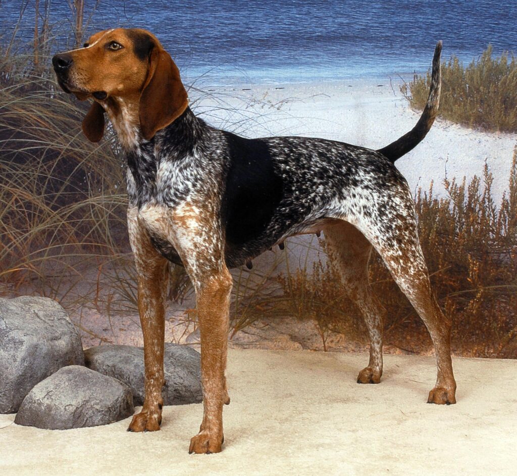 Blue merle coonhound hotsell